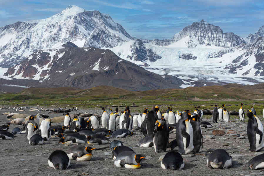 Pingüino Rey - islas Georgias del Sur 017.jpg